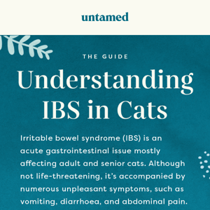 Kitties with IBS – how to manage it