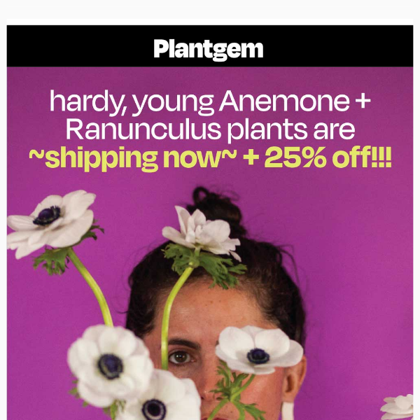 25% off Anemone + Ranunculus Plants ⭐