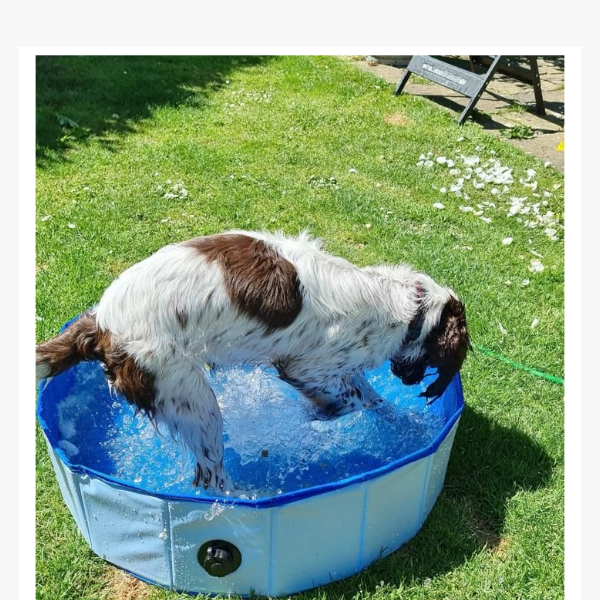 Lovely Alfie having a splash ❤🌞