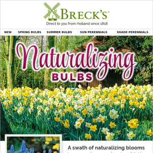 Which bulbs to naturalize...and where