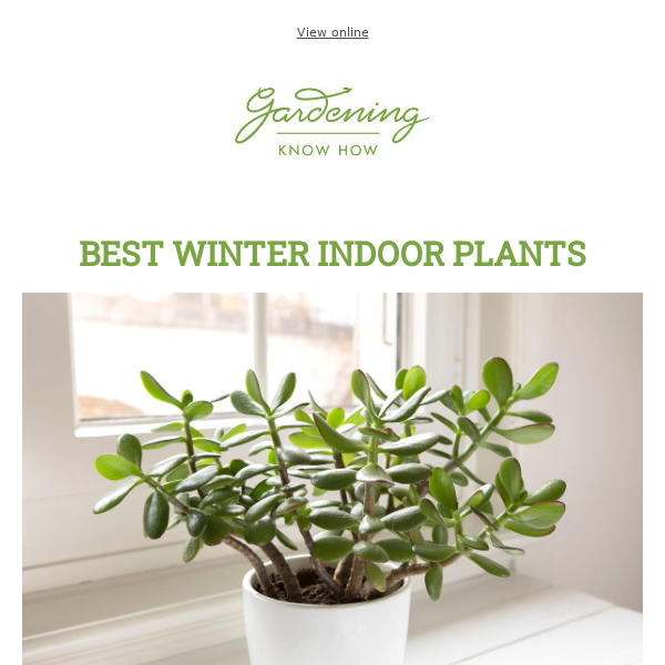 Best Winter Indoor Plants +  10 Themes to Inspire Your Garden This Year