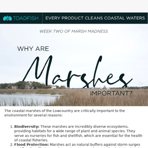 The importance of coastal marshes. ♻️ 🌎