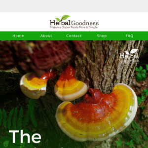 Mushroom of the week: Reishi Mushroom 🤩