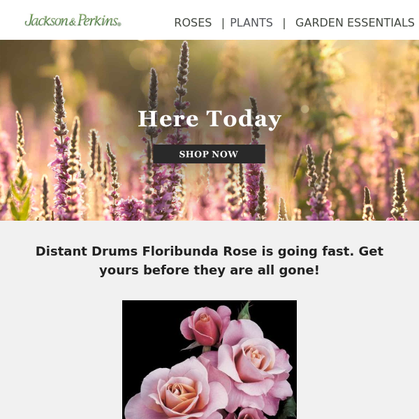 Low Inventory Alert: Distant Drums Floribunda Rose