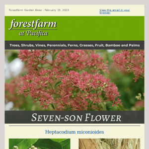 Seven-Son Flower