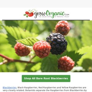 Sweet and tart cane berries for all growing zones