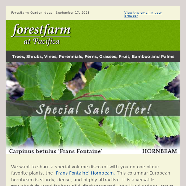 Hornbeam Sale!