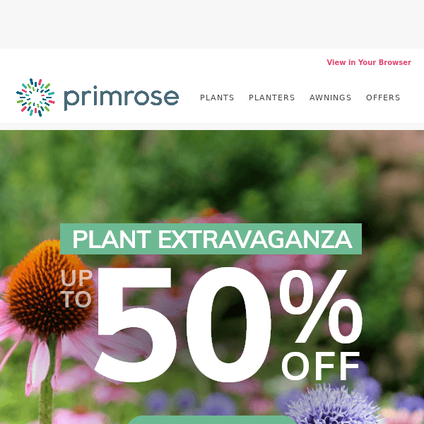 🌿 Primrose Plant Extravaganza: Get Up To 50% Off On Selected Plants 🌿