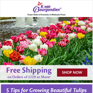 💐 Forcing flowers | Tulip tips | Shipping special