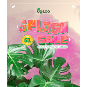 🎨🌱 This Holi, paint your world green with Ugaoo's Splash Sale! 🌸💦