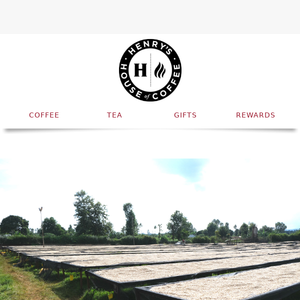 The best coffee in the world grows in Kenya?