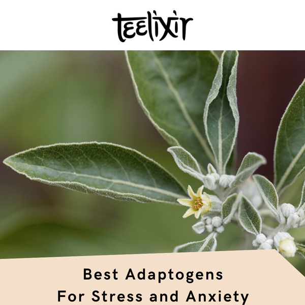 Best Adaptogens for Stress and Anxiety