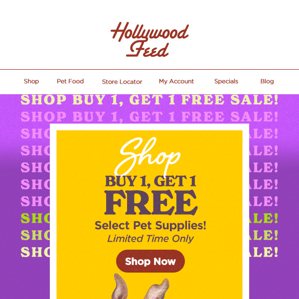 Shop BOGO Free Select Pet Supplies! 🙀