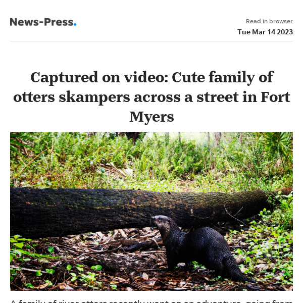 News alert: Wildlife video: Watch a family of river otters cross a road in Fort Myers