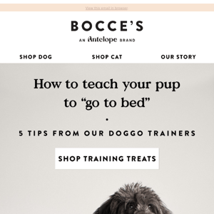 How to teach your dog to "go to bed" 😴