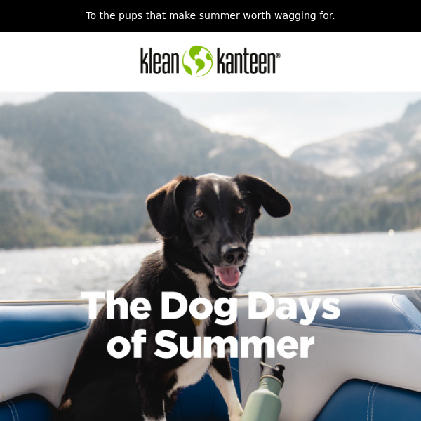Woof Woof! The Dog Days of Summer.