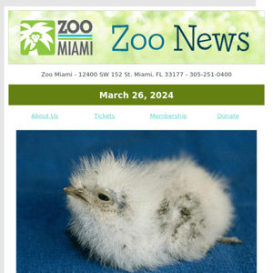 ZOO NEWS: Tawny Frogmouth Bird Hatches at Zoo Miami