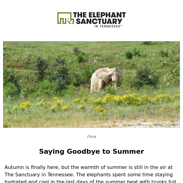 20 Off The Elephant Sanctuary COUPON CODES → (4 ACTIVE) Nov 2022