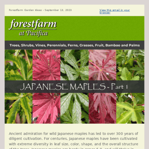 Japanese Maples - Part 1