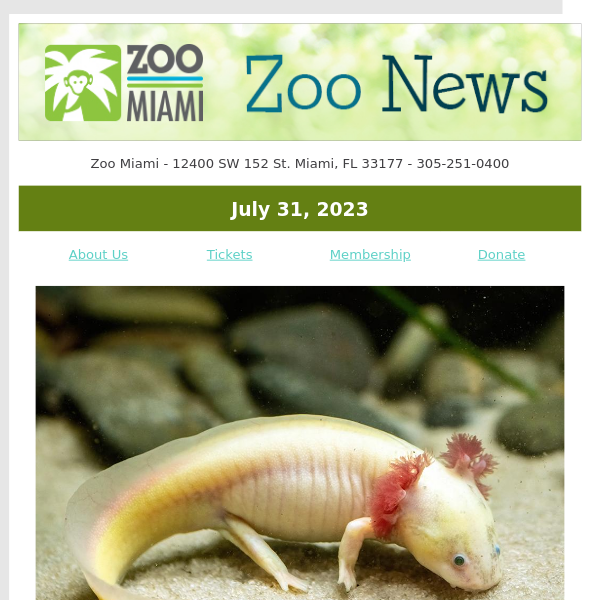 ZOO NEWS: Axolotls Make Public Zoo Debut! - Zoo Miami