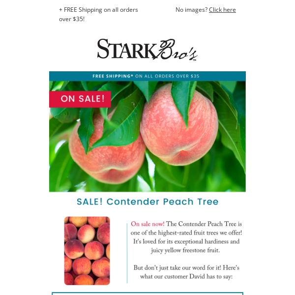 Contender Peach Tree - Stark Bro's