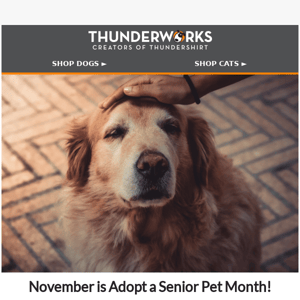 It's Adopt a Senior Pet Month! 🐶