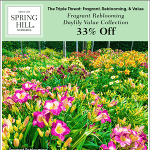 The drama with daylilies—33% off 6 rebloomers.