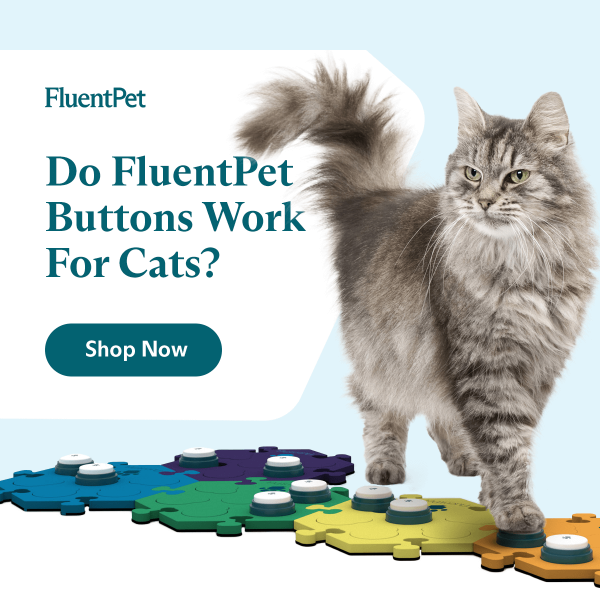 FAQ: Do Our Talking Buttons Work For Cats? - Fluent Pet