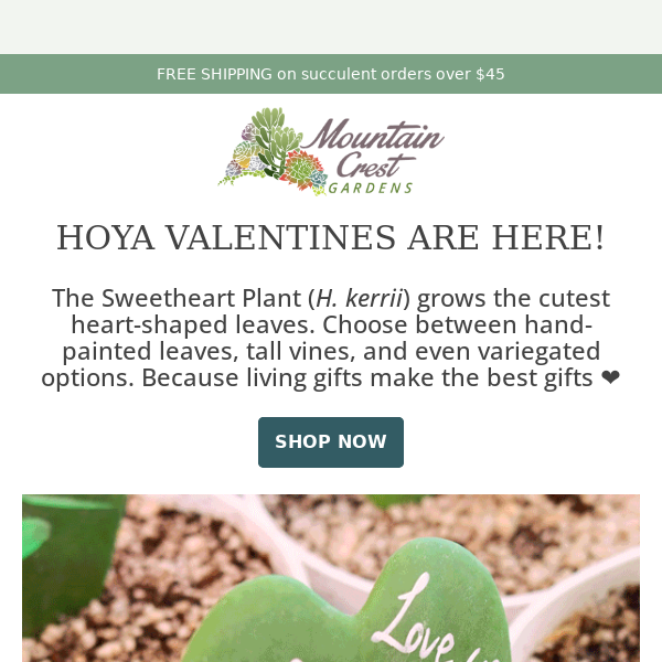 Hoya Hearts are here! 💚