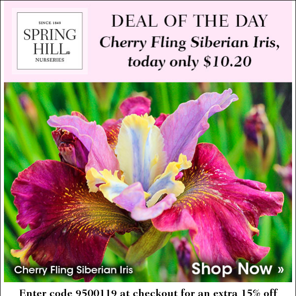 Deal of the Day: Save an extra 15% on Cherry Fling Siberian Iris