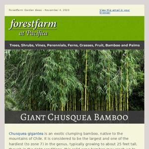 Giant Chusquea Bamboo