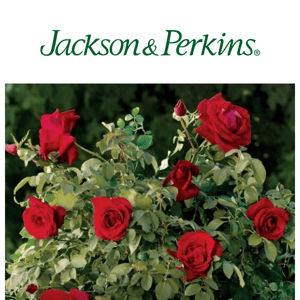 Heightened Beauty with JP Tree Roses