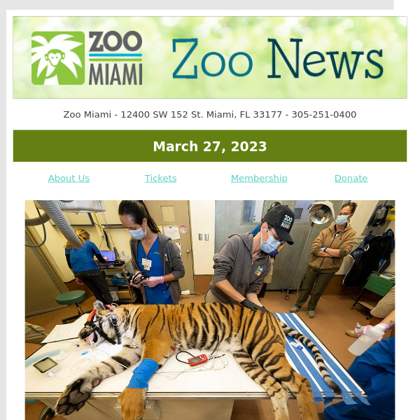 ZOO NEWS: Sumatran Tiger Undergoes Wellness Exam