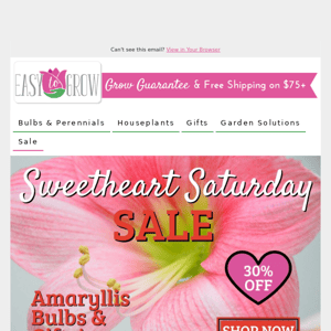 Sweetheart Saturday | 30% Off Amaryllis ❤️