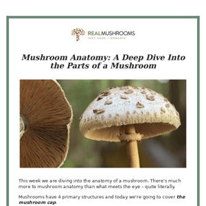 anatomy of a mushroom: part 1