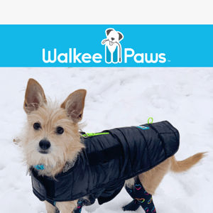 Paw-fect Protection for Freezing Weather