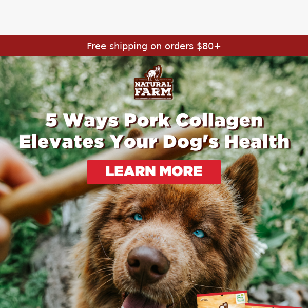 What Can Pork Collagen Do for Dogs?