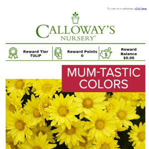 Fabulous Garden Mums All 30% Off this Thursday!