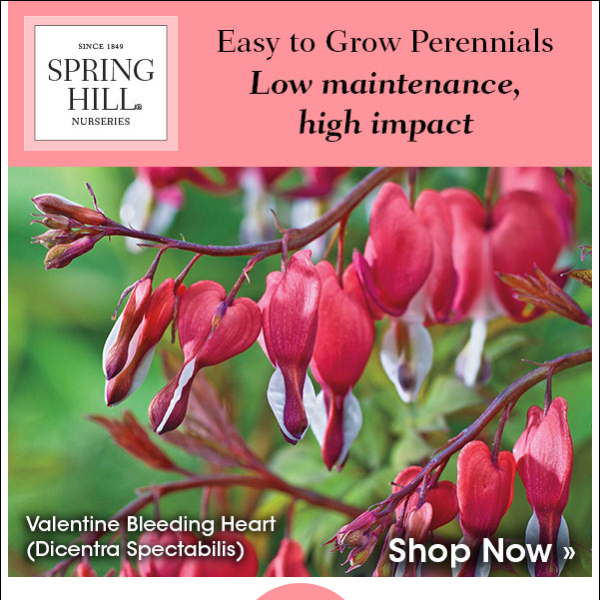 Easy to Grow Perennials Up to 25% Off