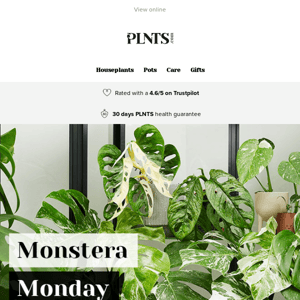 Get inspired by Monstera Monday! 💚🌱 