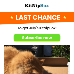 MEOW OR NEVER: Last Day to Get the July Box! 💫😺