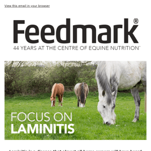 🔎 Focus on: Laminitis