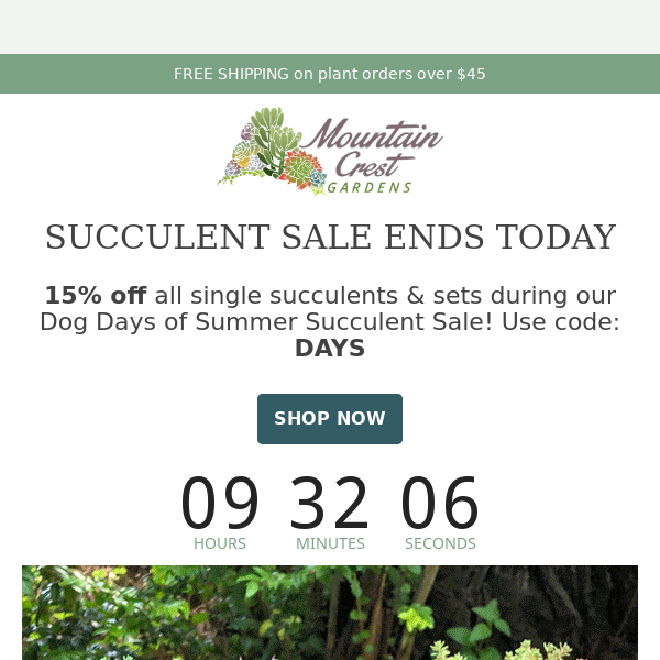 Dog Days of Summer Succulent Sale!