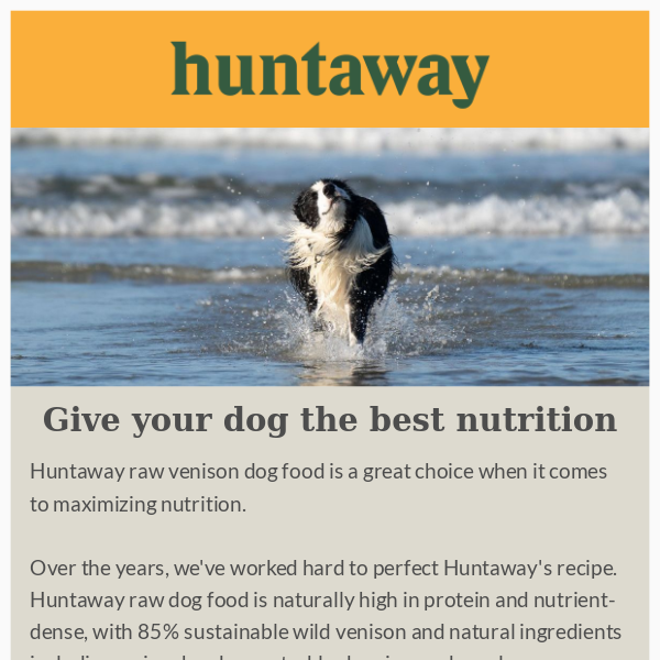 Give your dog the best nutrition