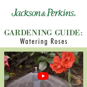 💦  How to Water Your Roses 