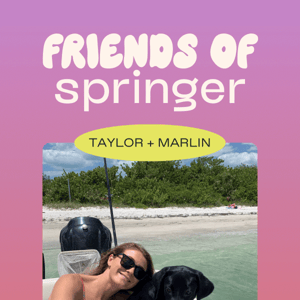 Introducing… Friends of Springer!