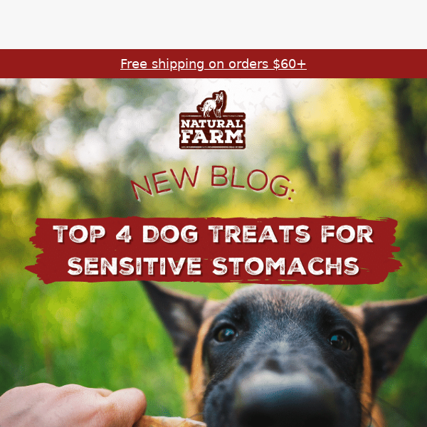 Best Treats for Dogs with Sensitive Stomachs!