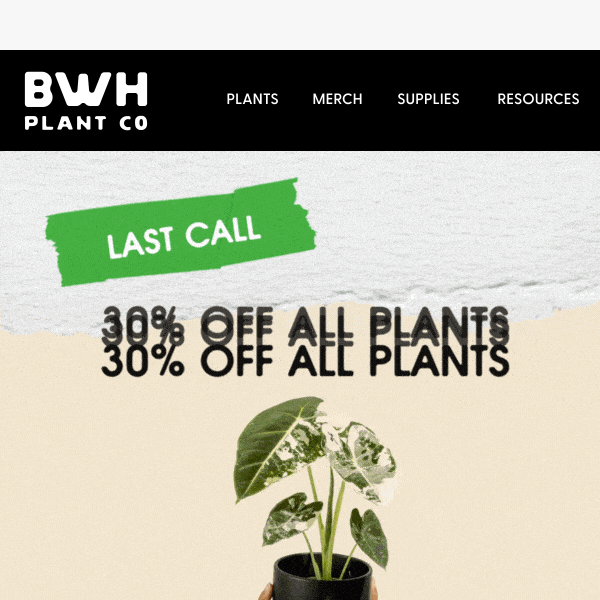 💸 Last Call: Cyber Monday Plant Sale ⚠️🪴