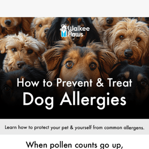 Does Your Dog Have Allergies?