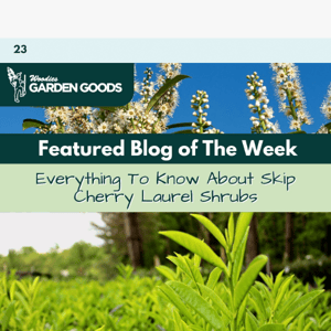 Everything You Need To Know About Skip Cherry Laurels🌱